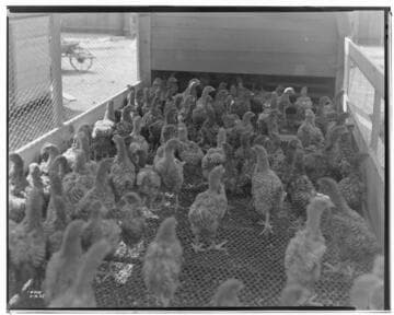 P2 - Poultry