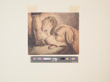 Heads of Two Dogs