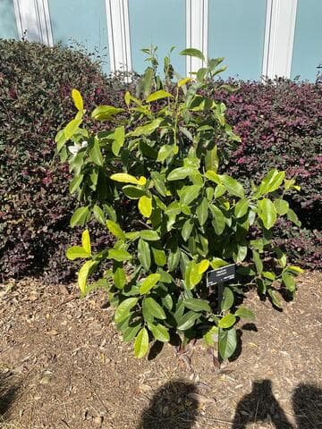 Magnolia macclurei