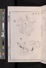 Go to image 229.