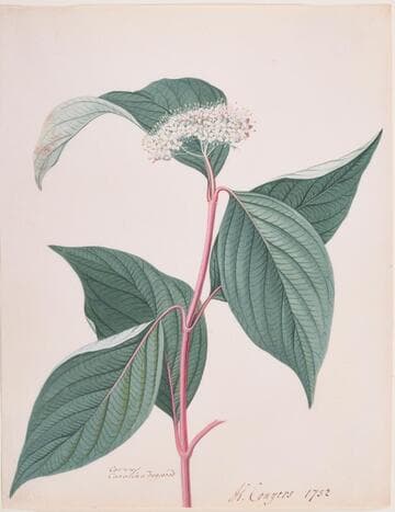 Carolina Dogwood