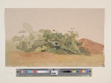 Study of Weeds