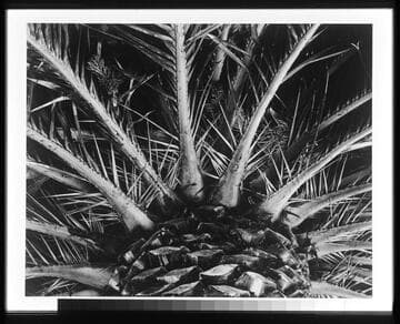 Palm, Carmel