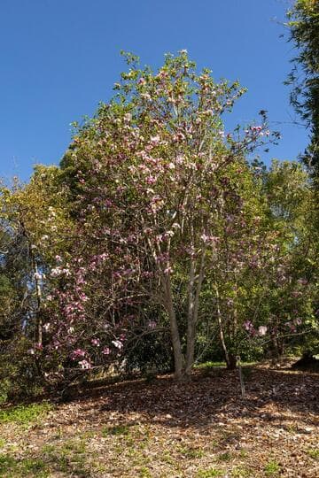 Magnolia 'Galaxy'