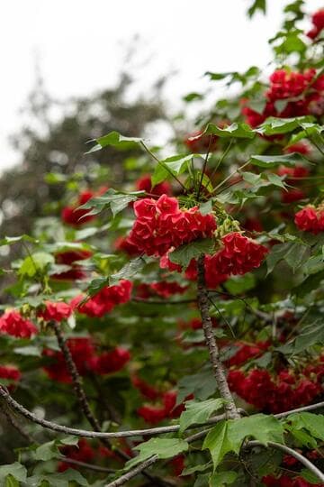 Dombeya cacuminum