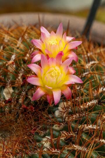 Oroya peruviana