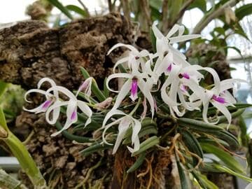Leptotes bicolor