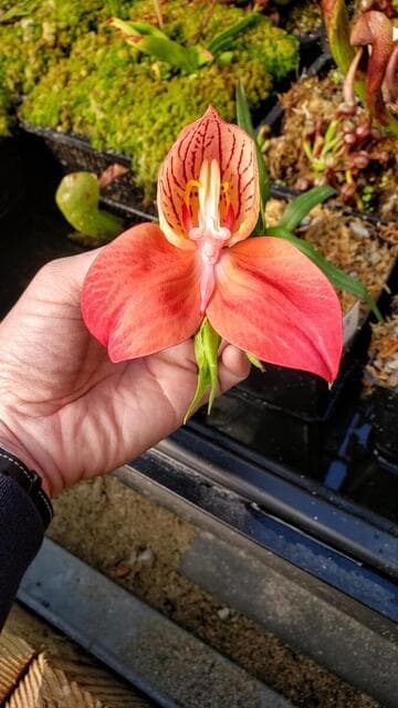 Disa uniflora