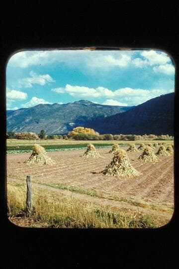 Hay field