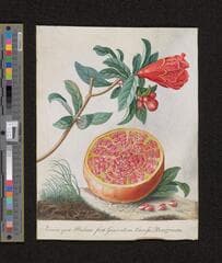 Go to image 237.