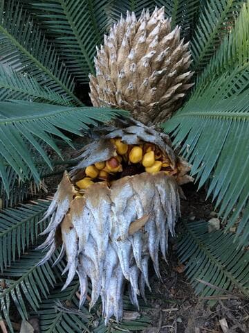 Dioon edule