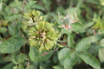 Rosa 'Green Rose'