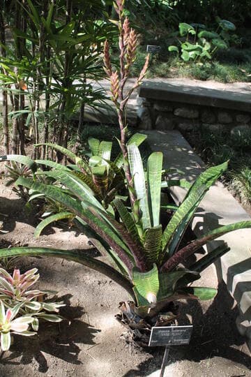 Vriesea fosteriana