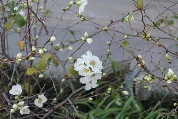 Chaenomeles