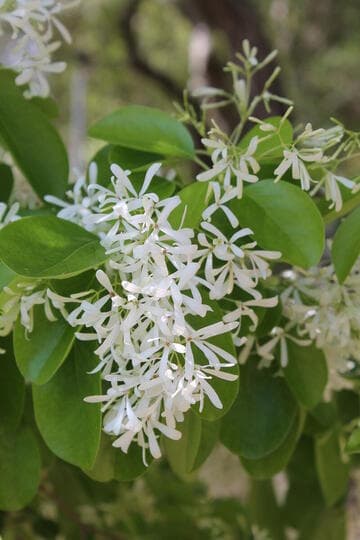 Chionanthus retusus