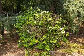 Viburnum opulus 'Roseum'