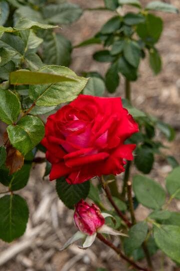 Rosa 'Fire 'n' Ice'