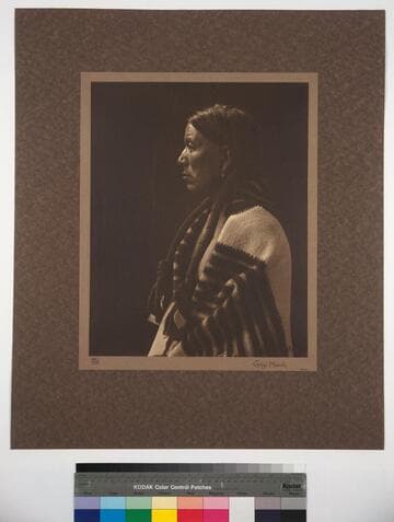 Gray Hawk. Taos