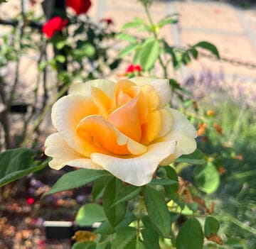 Rosa 'Lucille Ball'