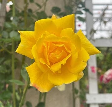 Rosa 'High Noon'