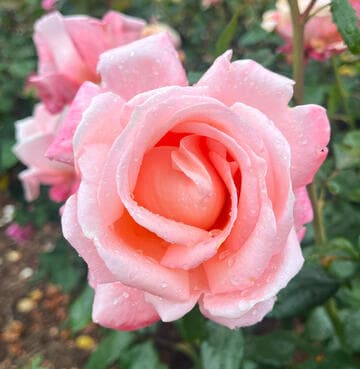 Rosa 'New Zealand'
