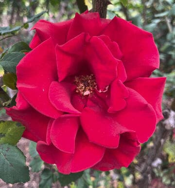 Rosa 'In the Mood'