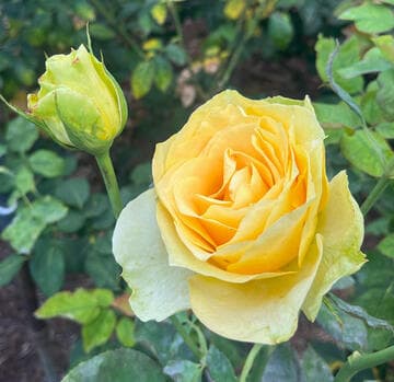 Rosa 'St. Patrick'