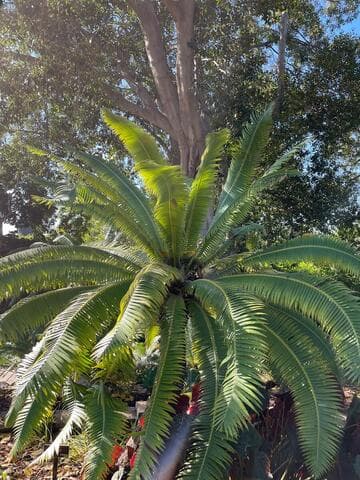 Dioon spinulosum