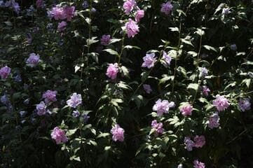 Go to image 11.