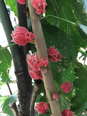 Pavonia cauliflora