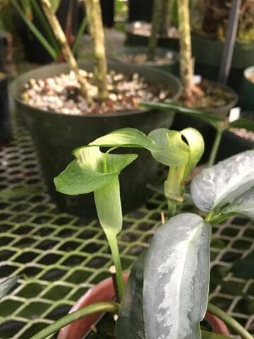 Arisaema