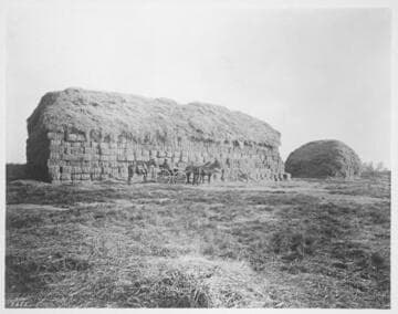 Hay stacks