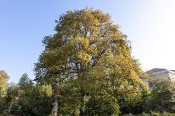 Quercus myrsinifolia